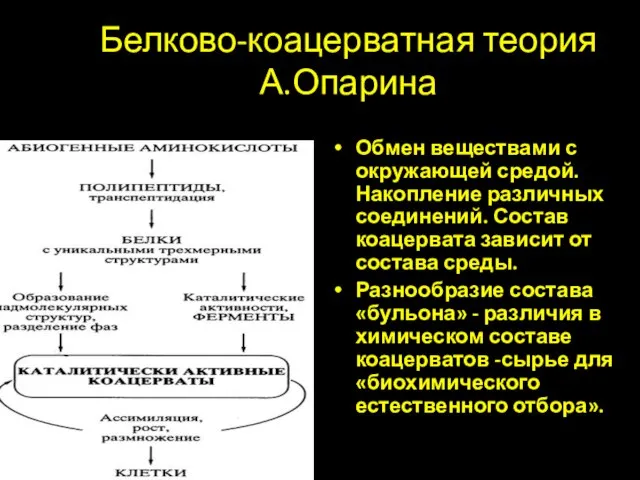 Белково-коацерватная теория А.Опарина Обмен веществами с окружающей средой. Накопление различных соединений. Состав