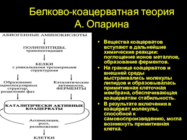 Белково-коацерватная теория А. Опарина Вещества коацерватов вступают в дальнейшие химические реакции: поглощение