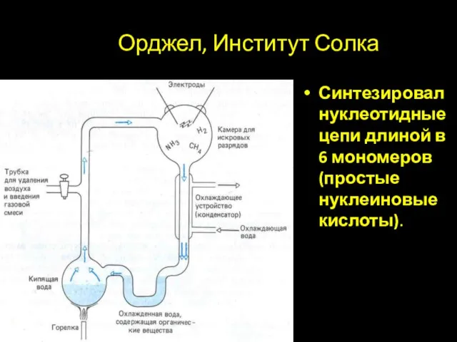 Орджел, Институт Солка Синтезировал нуклеотидные цепи длиной в 6 мономеров (простые нуклеиновые кислоты).