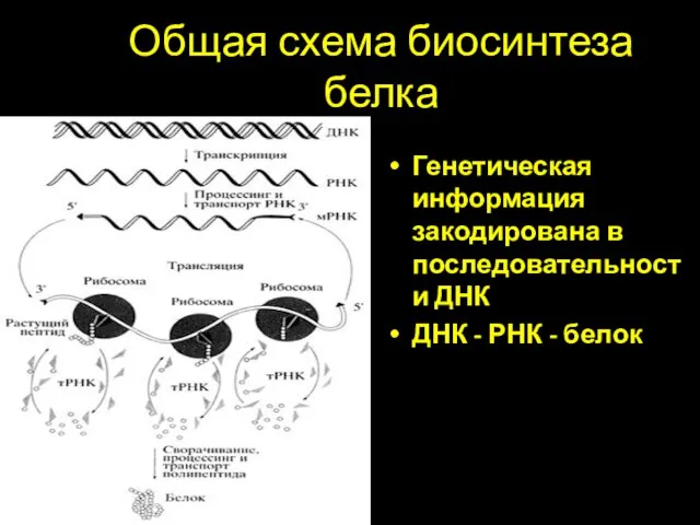 Общая схема биосинтеза белка Генетическая информация закодирована в последовательности ДНК ДНК - РНК - белок