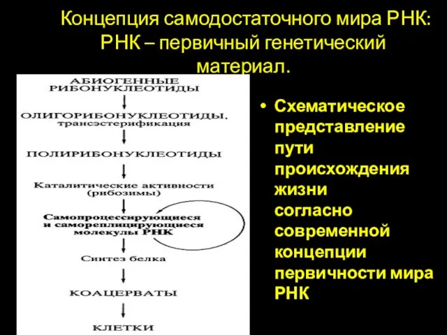 Концепция самодостаточного мира РНК: РНК – первичный генетический материал. Схематическое представление пути