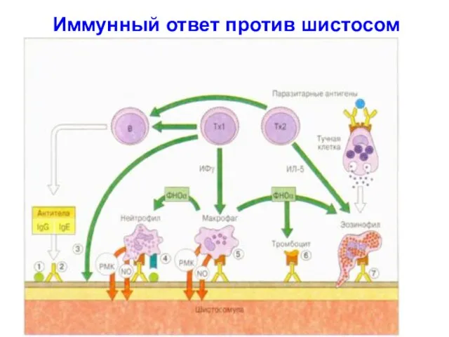 Иммунный ответ против шистосом