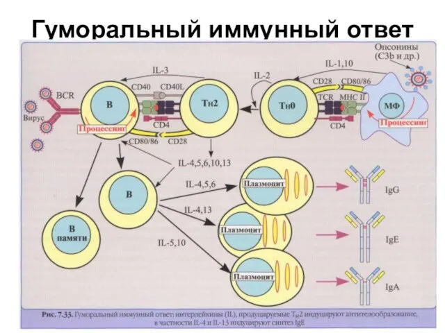 Гуморальный иммунный ответ