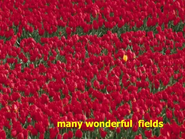 Наглядность вносит ясность. many wonderful fields