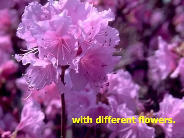 with different flowers.