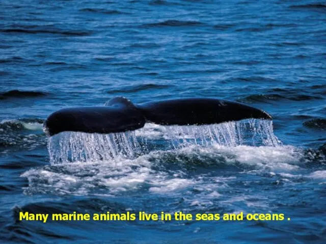 Many marine animals live in the seas and oceans .