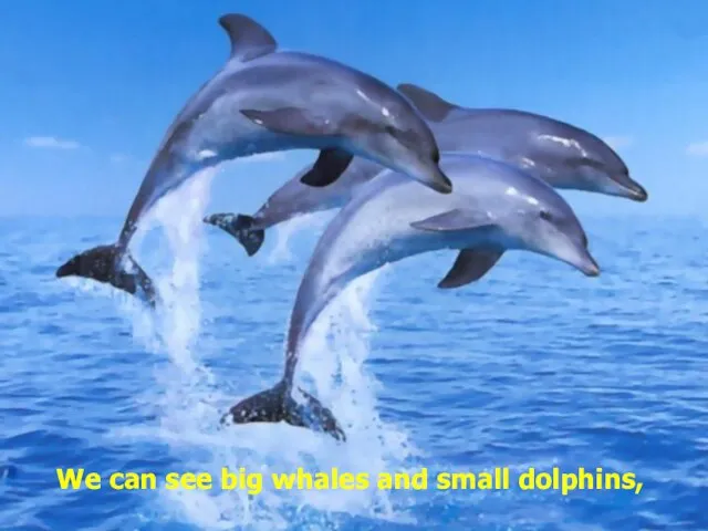 We can see big whales and small dolphins,