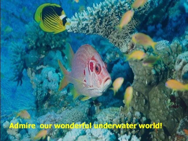 Admire our wonderful underwater world!