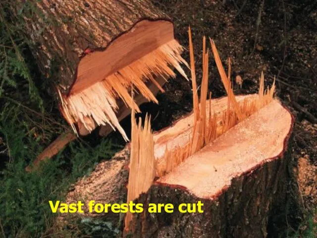 Vast forests are cut