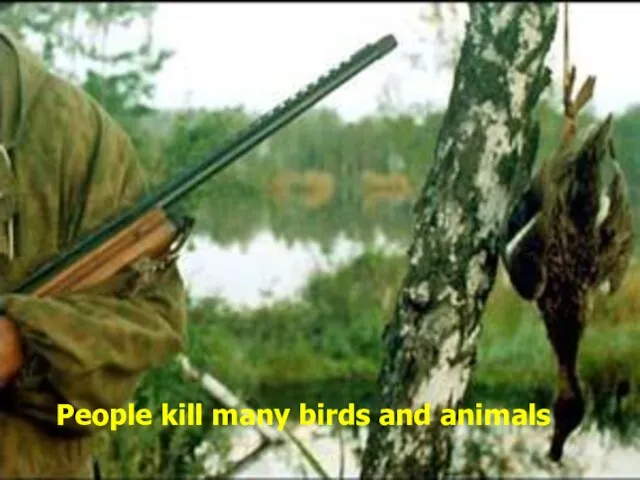 People kill many birds and animals