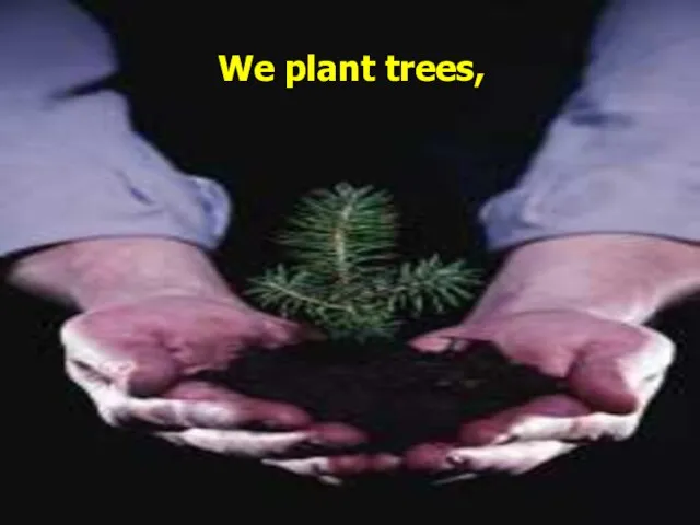 We plant trees,