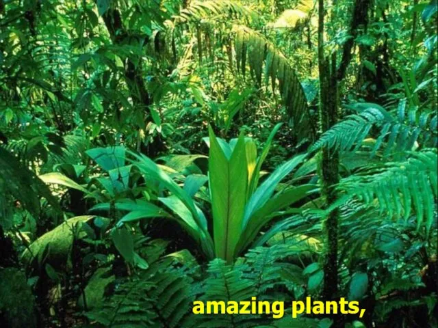 amazing plants,