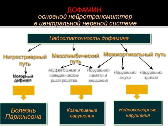 Нигростриарный путь Мезолимбический путь Мезокортикальный путь Моторный дефицит Аффективные и поведенческие расстройства