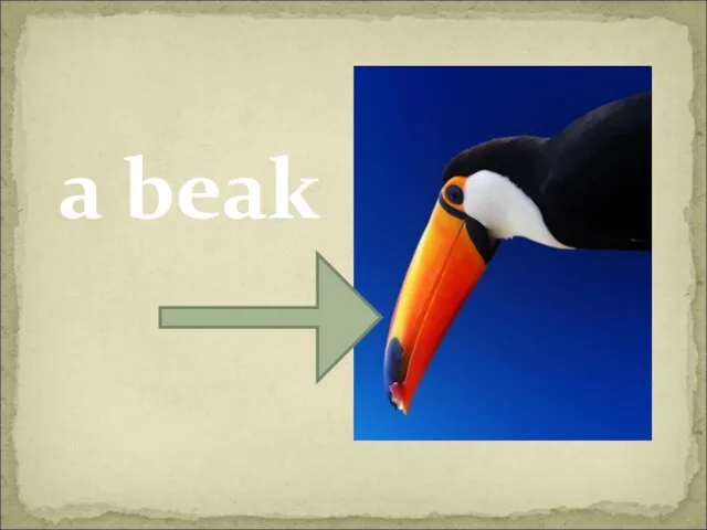 a beak
