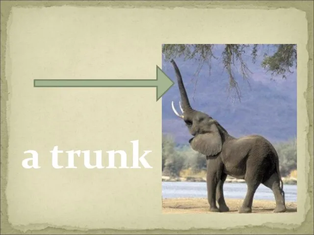 a trunk