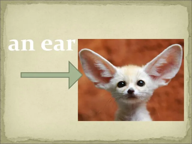 an ear