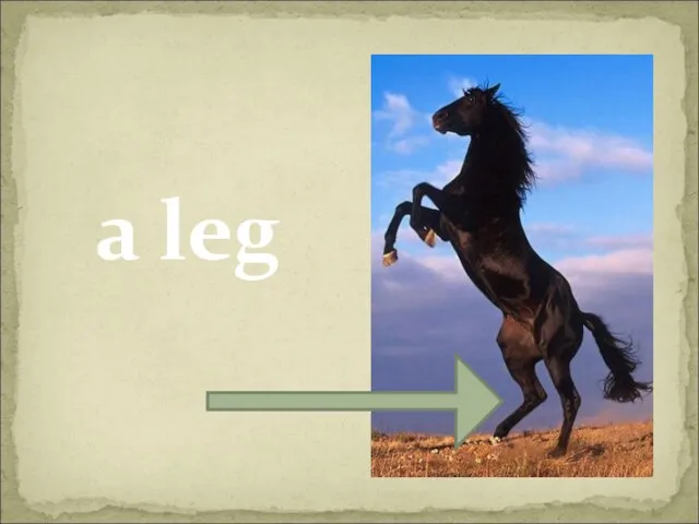 a leg