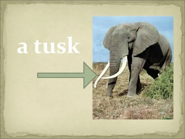 a tusk