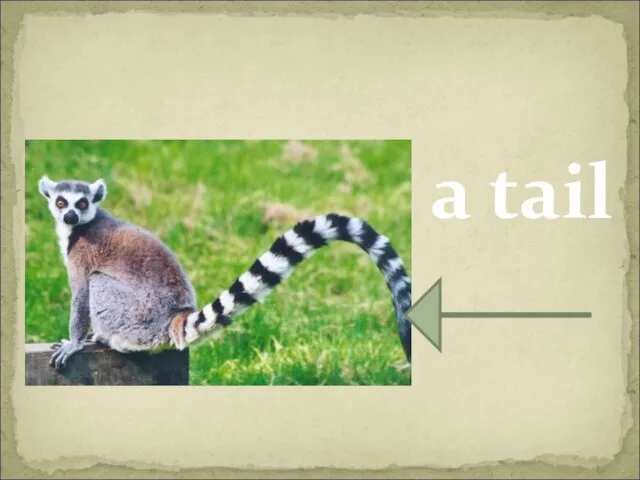 a tail