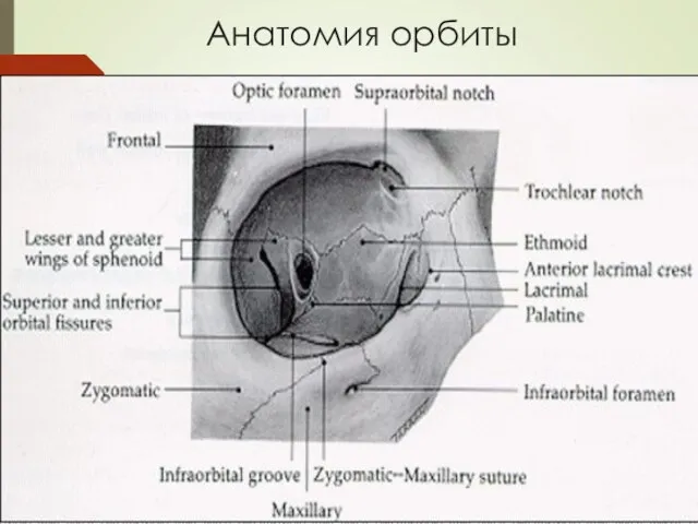 Анатомия орбиты