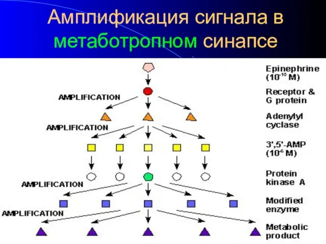 Амплификация сигнала в метаботропном синапсе