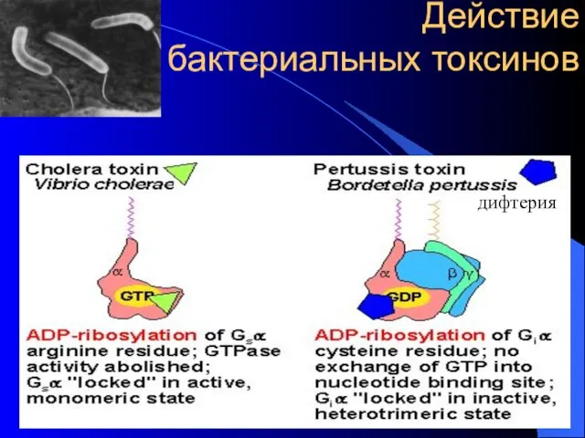 Действие бактериальных токсинов дифтерия