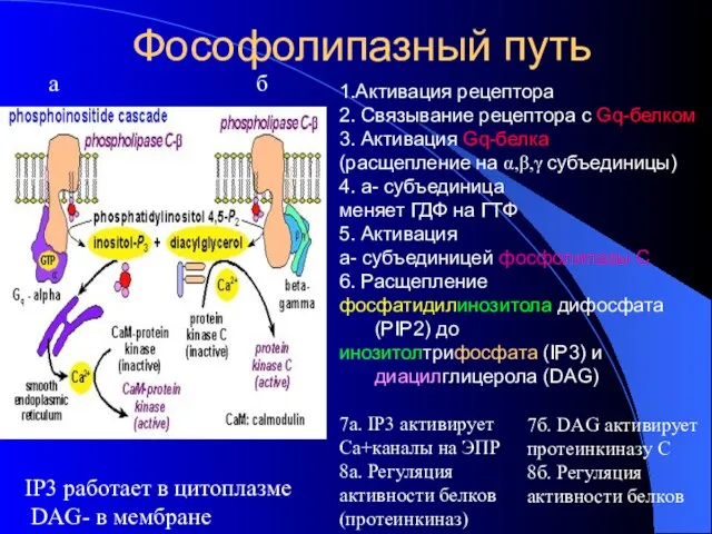 Фософолипазный путь 1.Активация рецептора 2. Связывание рецептора с Gq-белком 3. Активация Gq-белка