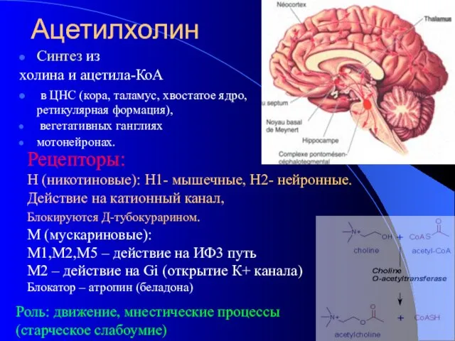 Ацетилхолин Синтез из холина и ацетила-КоА в ЦНС (кора, таламус, хвостатое ядро,