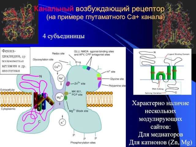 Характерно наличие нескольких модулирующих сайтов: Для медиаторов Для катионов (Zn, Mg) 4