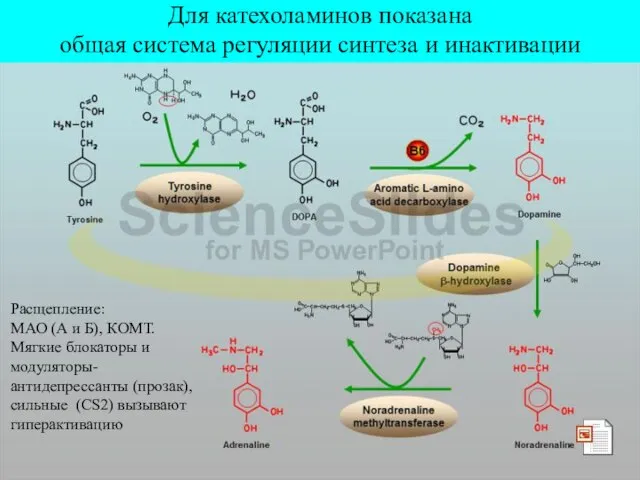 Для катехоламинов показана общая система регуляции синтеза и инактивации Для катехоламинов показана