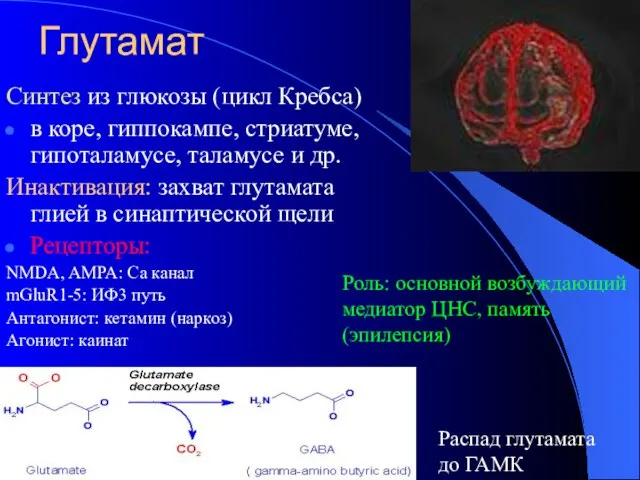 Глутамат Синтез из глюкозы (цикл Кребса) в коре, гиппокампе, стриатуме, гипоталамусе, таламусе