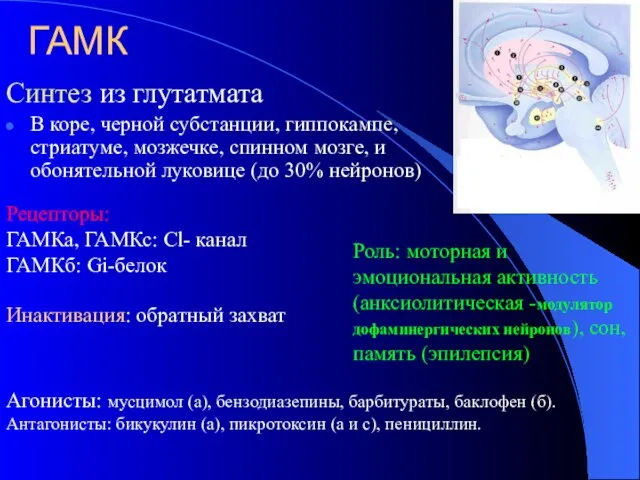 ГАМК Синтез из глутатмата В коpе, черной субстанции, гиппокампе, стриатуме, мозжечке, спинном
