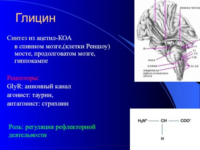 Глицин Синтез из ацетил-КОА в спинном мозге,(клетки Реншоу) мосте, продолговатом мозге, гиппокампе