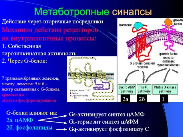 Метаботропные синапсы G-белки влияют на: 2а. цАМФ 2б. фосфолипиды Механизм действия рецепторов