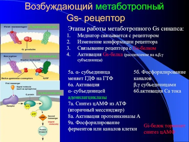 Возбуждающий метаботропный Gs- рецептор Этапы работы метаботропного Gs синапса: Медиатор связывается с