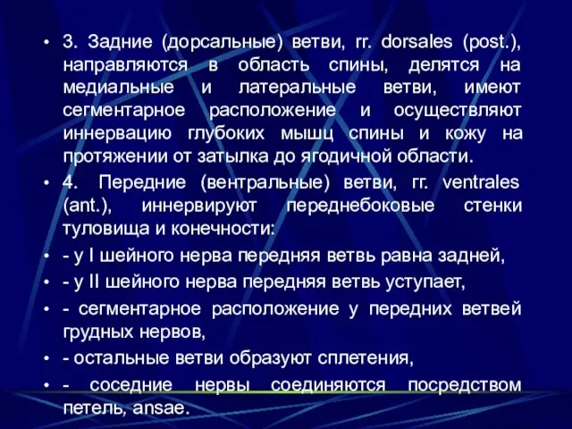 3. Задние (дорсальные) ветви, rr. dorsales (post.), направляются в область спины, делятся