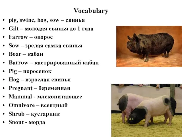 Vocabulary pig, swine, hog, sow – свинья Gilt – молодая свинья до