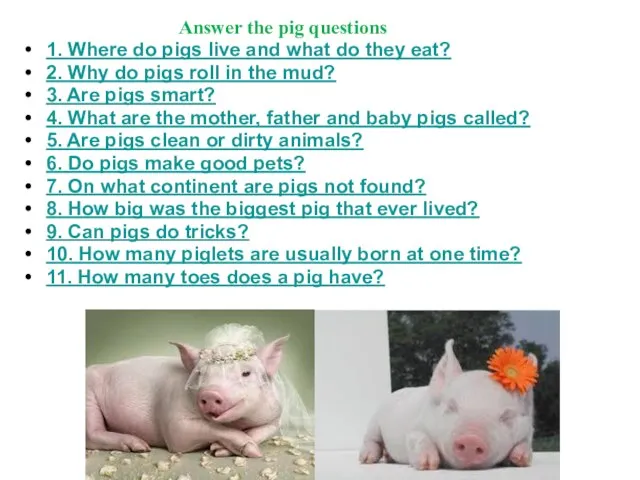 Answer the pig questions 1. Where do pigs live and what do