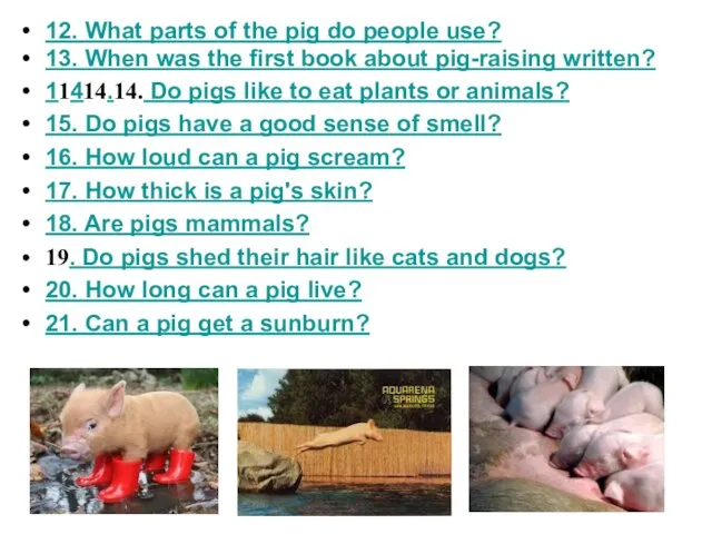 12. What parts of the pig do people use? 13. When was