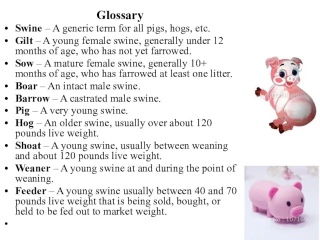 Glossary Swine – A generic term for all pigs, hogs, etc. Gilt
