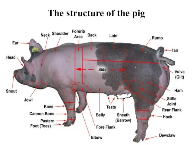 The structure of the pig