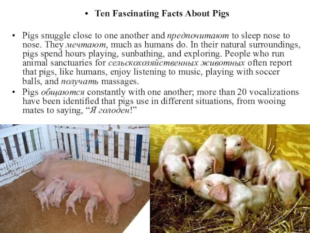 Ten Fascinating Facts About Pigs Pigs snuggle close to one another and