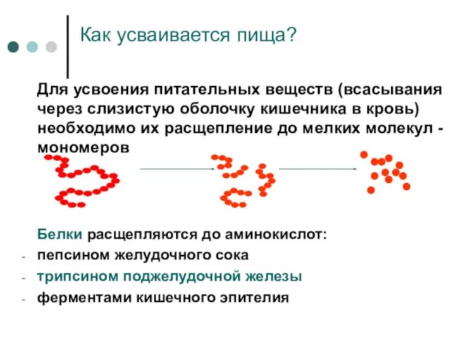 Как усваивается пища? Для усвоения питательных веществ (всасывания через слизистую оболочку кишечника