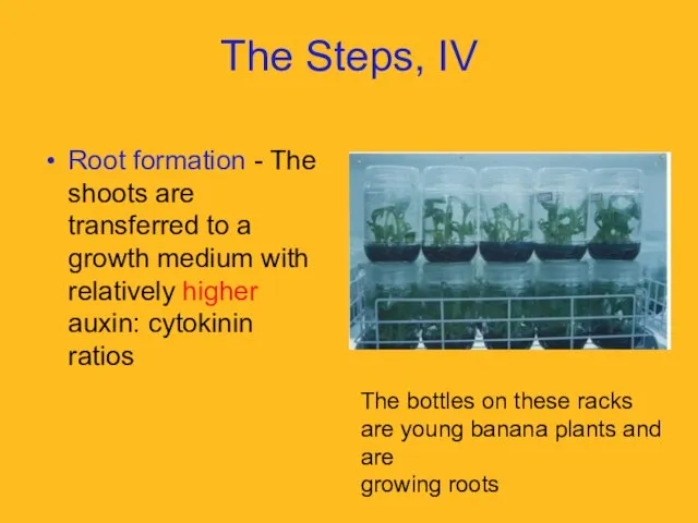 The Steps, IV Root formation - The shoots are transferred to a