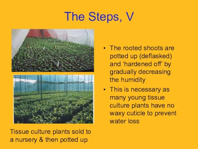 Tissue culture plants sold to a nursery & then potted up The