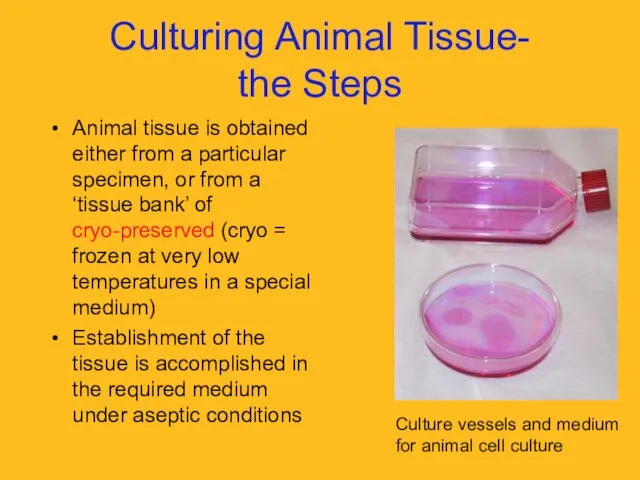 Culturing Animal Tissue- the Steps Animal tissue is obtained either from a