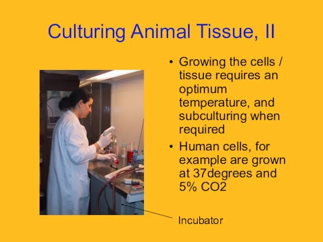 Culturing Animal Tissue, II Growing the cells / tissue requires an optimum