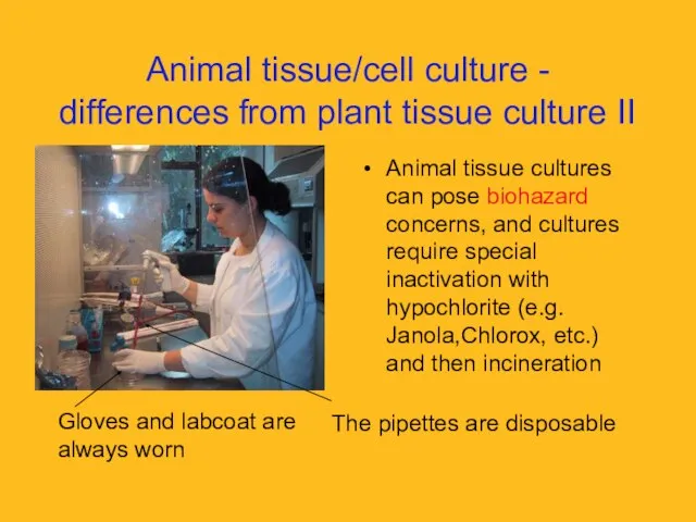 Animal tissue/cell culture - differences from plant tissue culture II Animal tissue