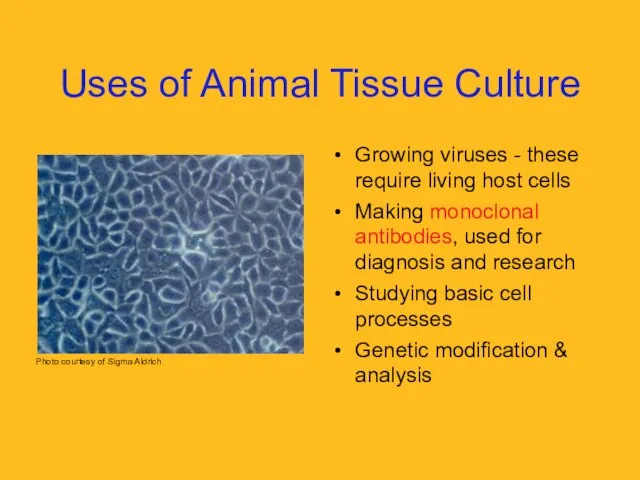 Uses of Animal Tissue Culture Growing viruses - these require living host