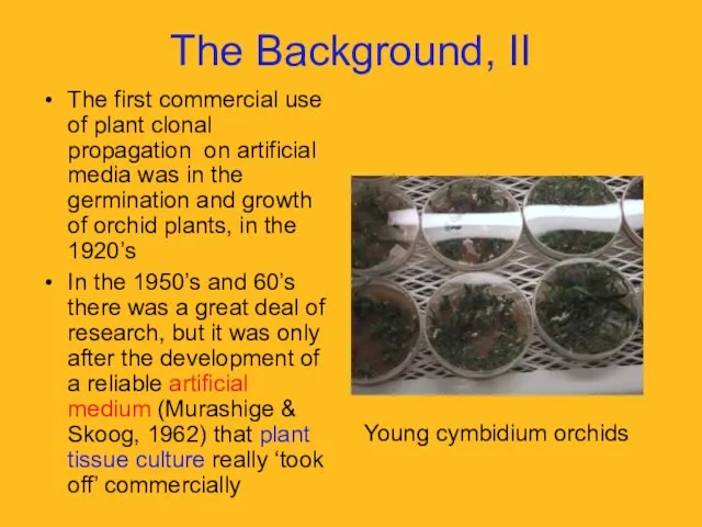 The Background, II The first commercial use of plant clonal propagation on